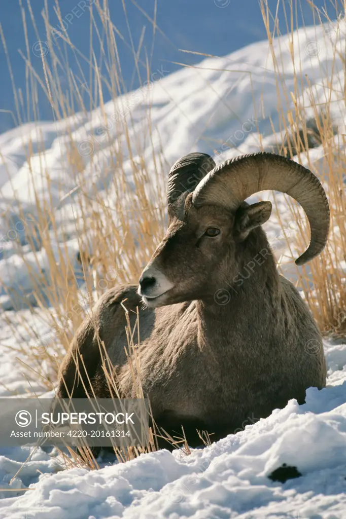 BIGHORN / Big-Horn SHEEP  (Ovis canadensis). The Rocky Mountains, &#x514;he Rockies&#x56e;