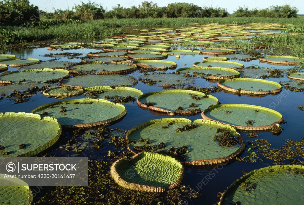 Giant Water Lily (Victoria Regia). Brazil.