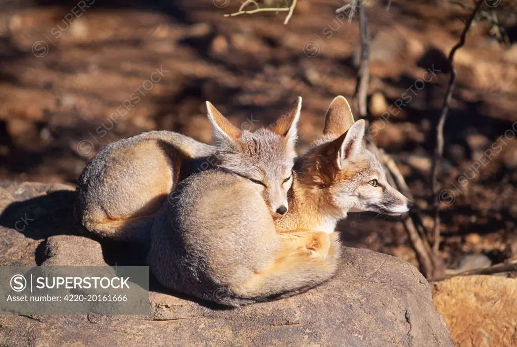 Kit FOX - two (Vulpes macrotis)