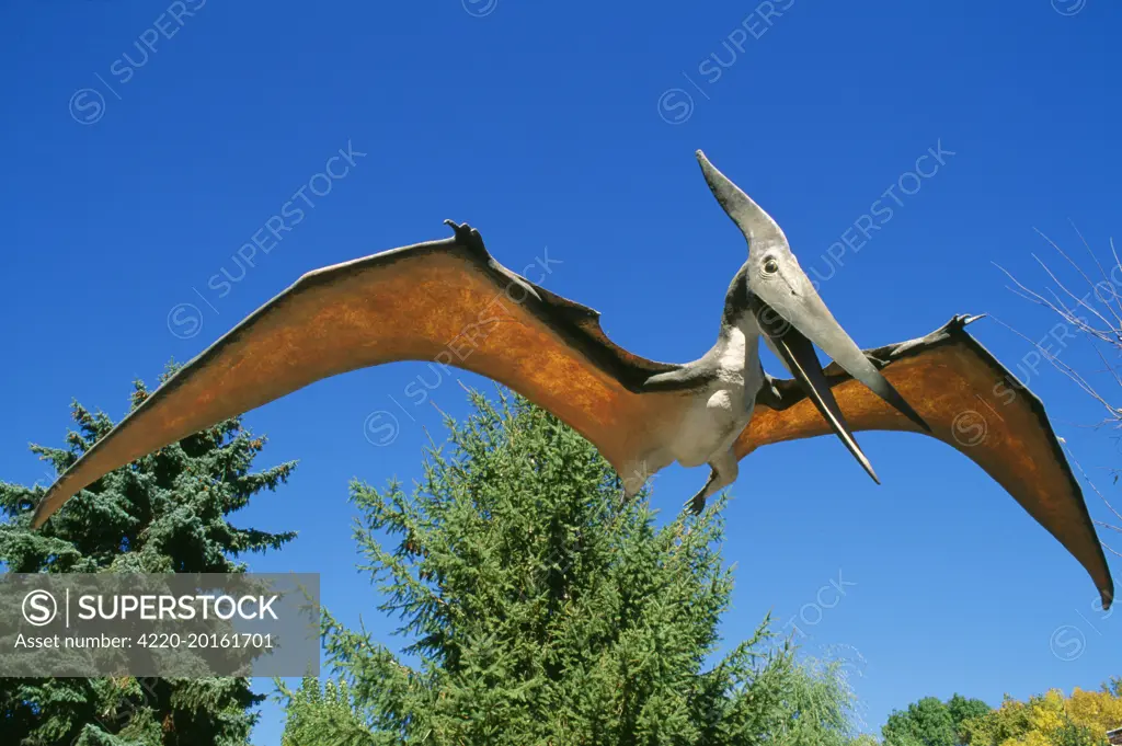 Prehistoric Reconstruction - Pteranodon. A flying reptile from the Mesozoic period. Dinosaur Gardens, Utah USA.