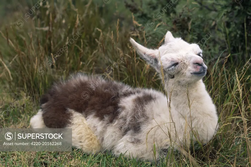 Llama - a 20 hour old baby (Lama glama)