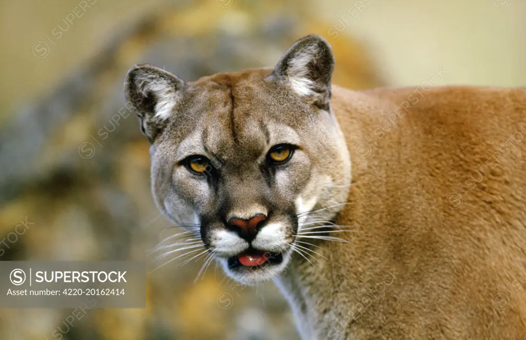 Cougar / Mountain Lion (Felis concolor). HEAD FACING.