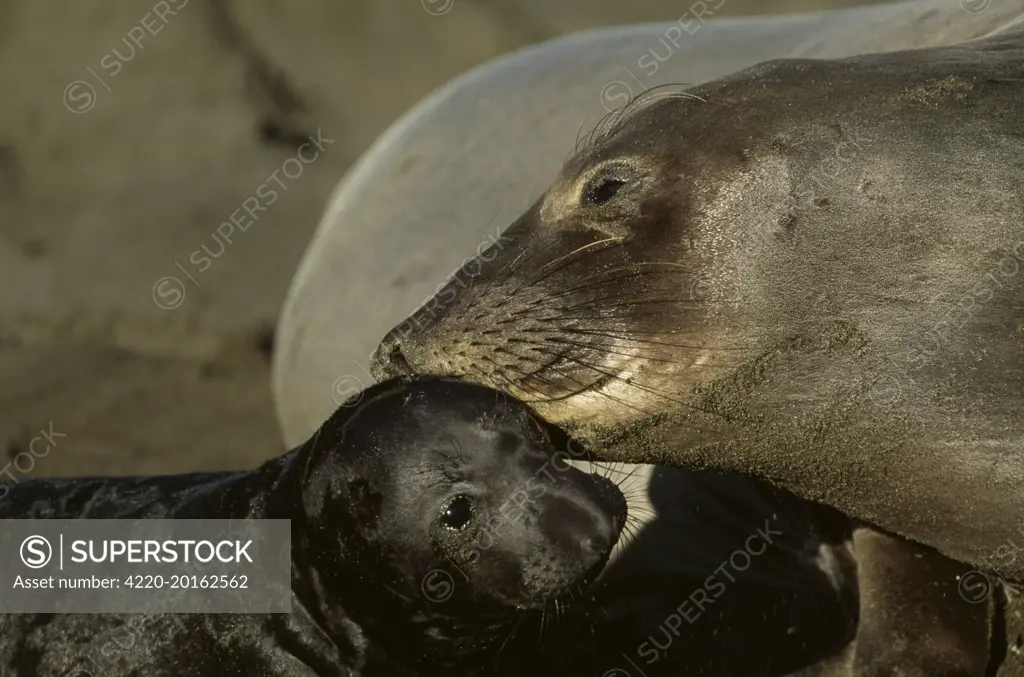Northern Elephant SEAL - Mother nuzzles pup (Mirounga angustirostris). Central California, USA.