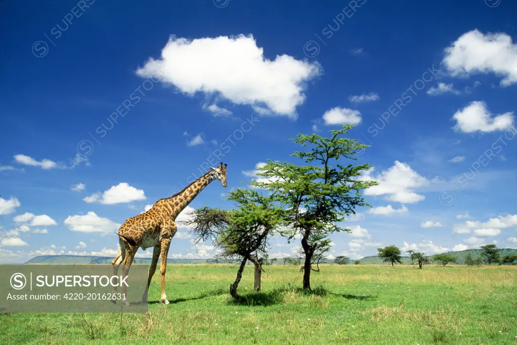 Maasai Giraffe (Giraffa camelopardalis tippelski). Maasai Mara - Kenya - Africa.