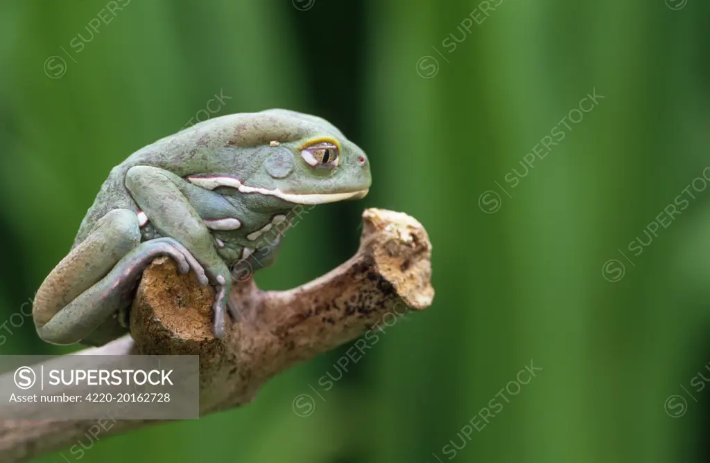 Wax Tree Frog (Phyllomedusa sauvagei). South America.