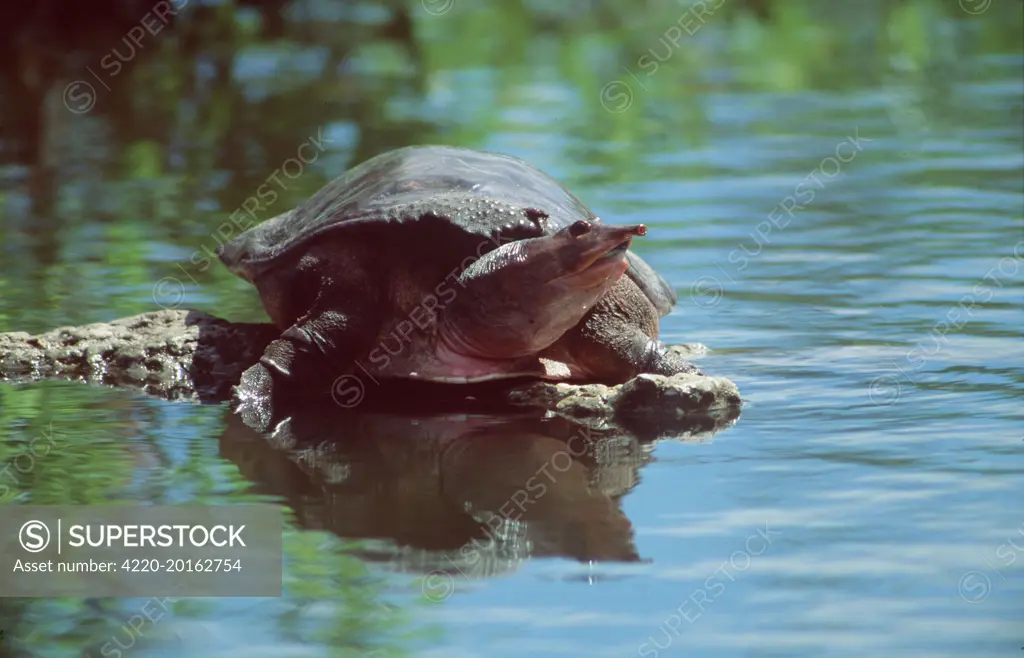Florida Softshell Turtle    (Trionyx ferox). Florida Everglades, USA.