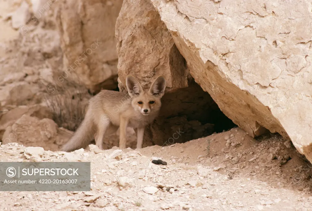 DESERT FOX (Vulpes vulpes). Middle East.
