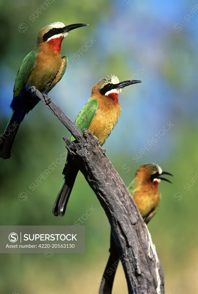 Whiter-Fronted BEE-EATERS - x three, on branch (Merops bullockoides)