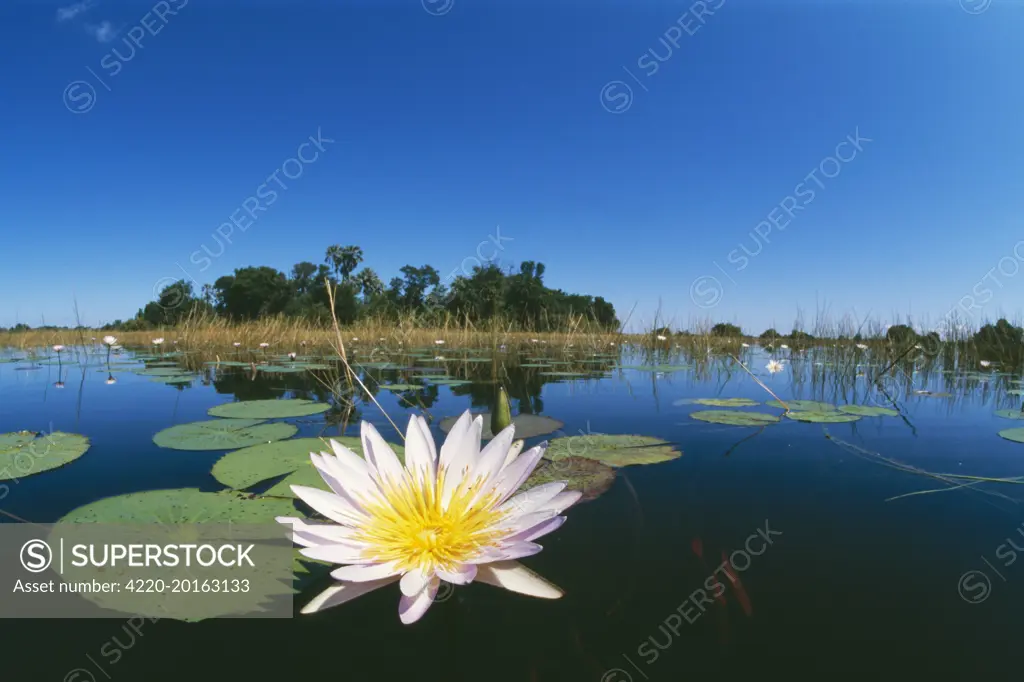 DAY WATERLILY - in lake, in foreground (Nymphaea nouchali). Botswana, Africa.