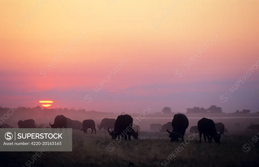 Cape Buffalo - in the sunset (Syncerus caffer caffer). Botswana, Africa.