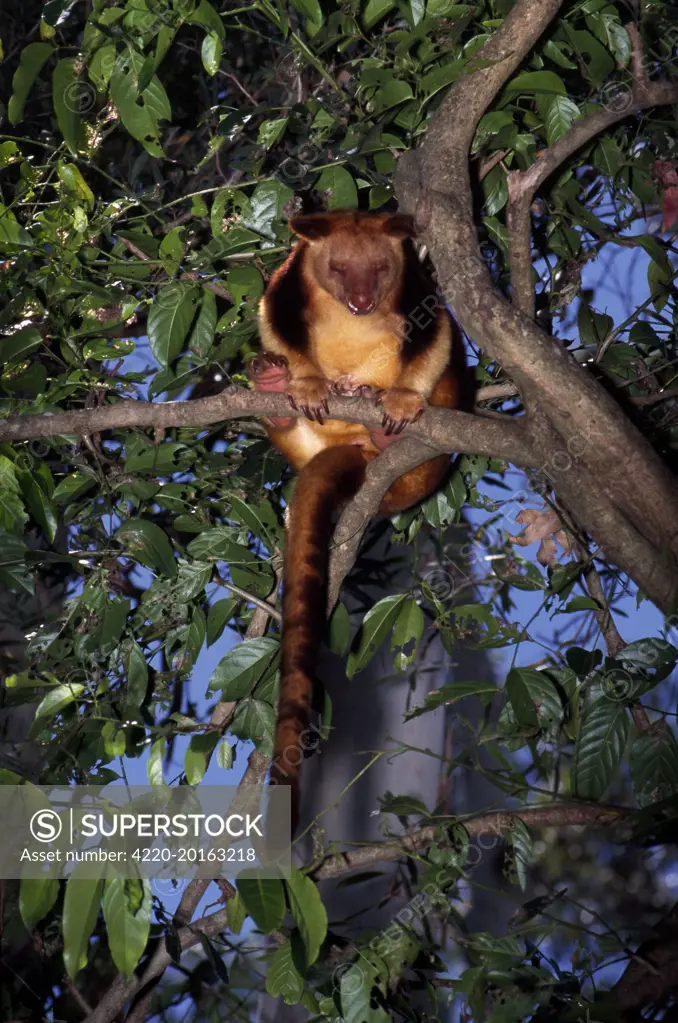 Goodfellow's Tree-kangaroo (Dendrolagus goodfellowi). Papua New Guinea. endangered.