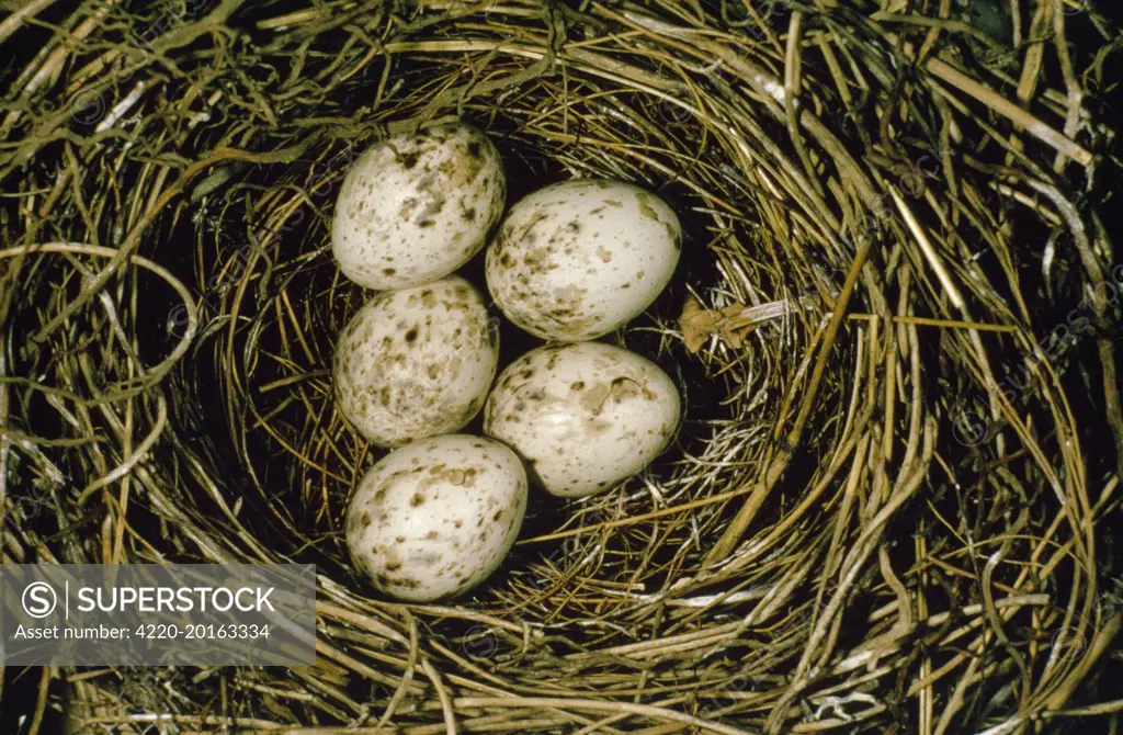 Garden Warbler - eggs in nest (Sylvia borin)