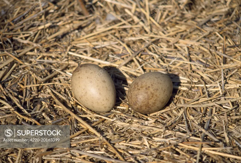 Common Crane - nest with eggs (Grus grus)