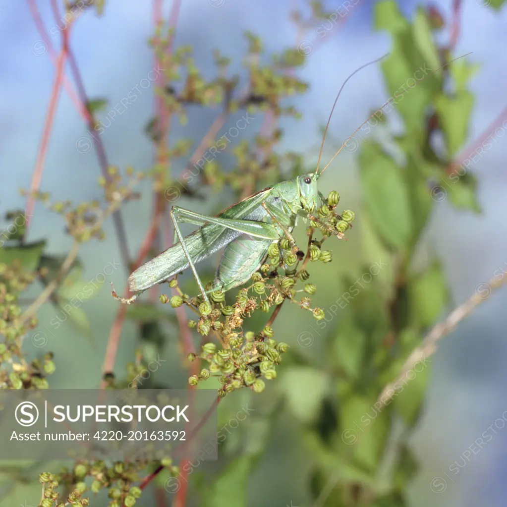 Great Green Bush Cricket (Tettigonia viridissima)