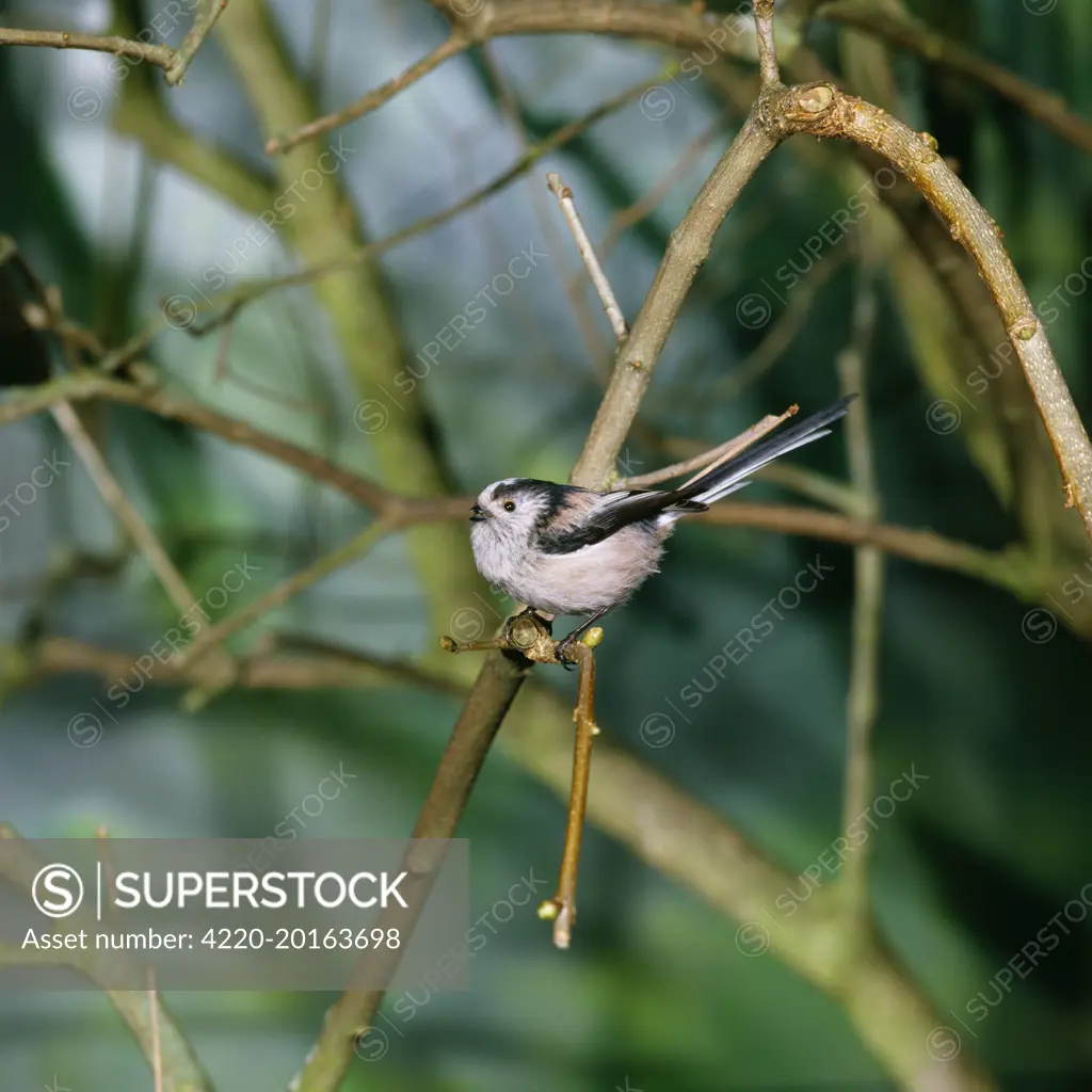 Long-tailed TIT - perched, side view (Aegithalos caudatus)