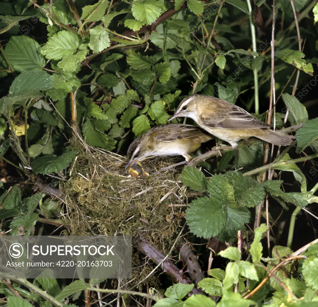 Sedge Warbler - adults at nest feeding young (Acrocephalus schoenobaenus)