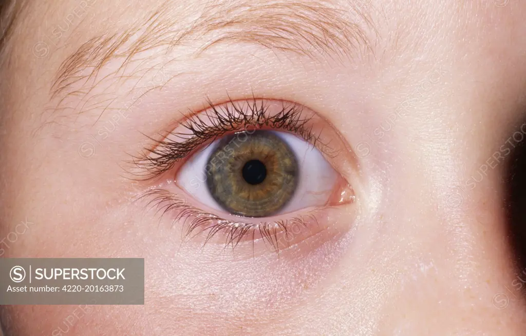 Girl&#x573; EYE - close-up of single hazel eye