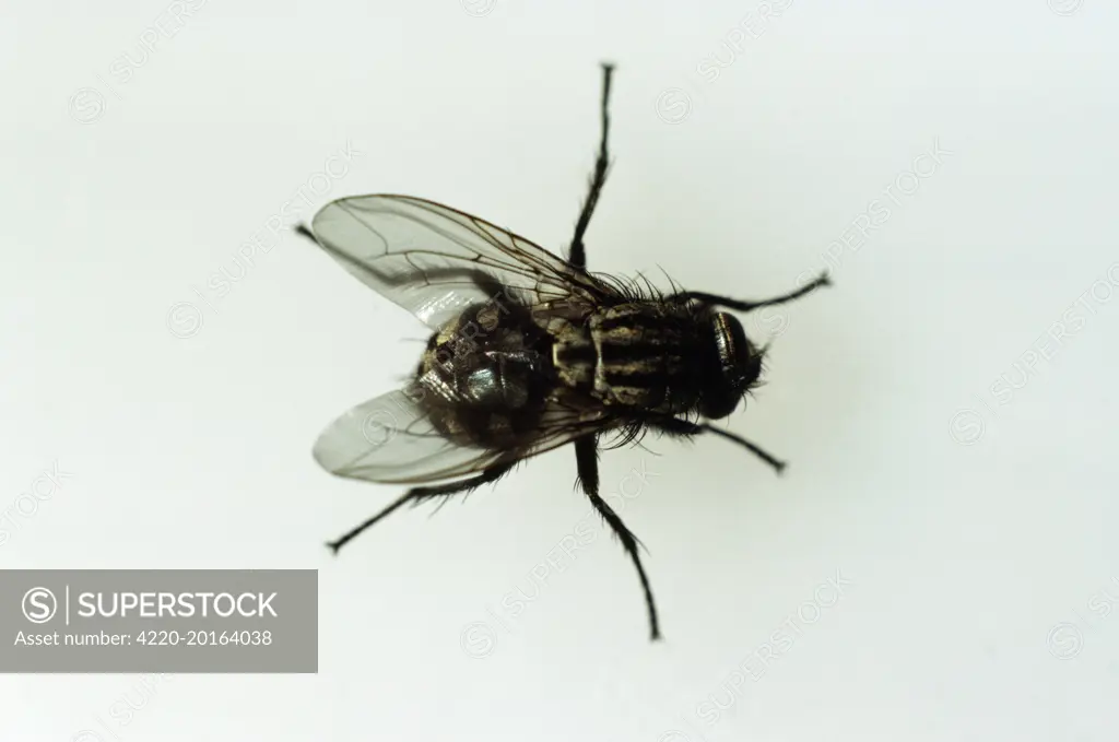HORSEFLY - from above (Tabanus bromius)