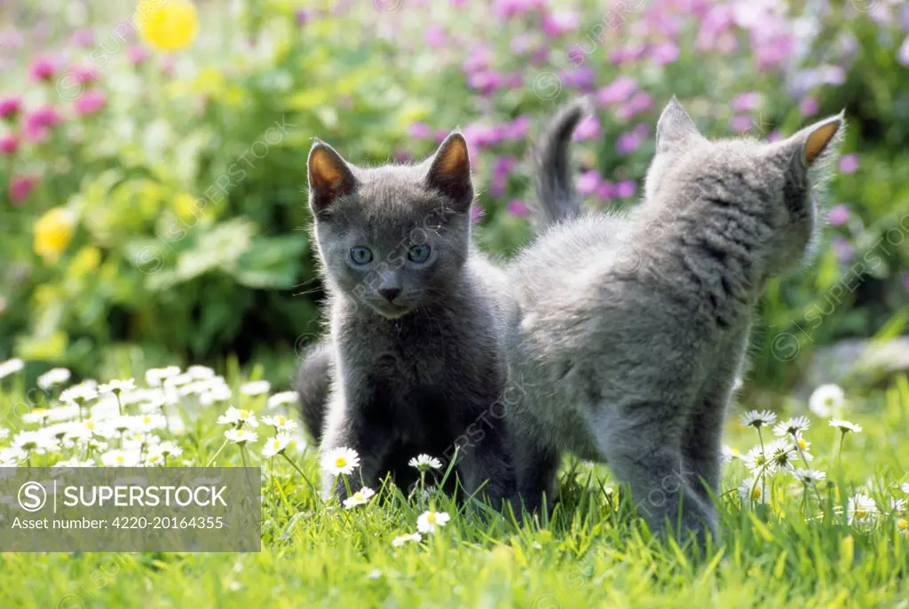 Cat - Russian blue kittens in flowers