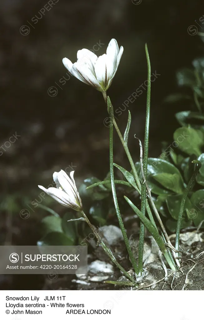 SNOWDON LILY (Lloydia serotina). White flowers.