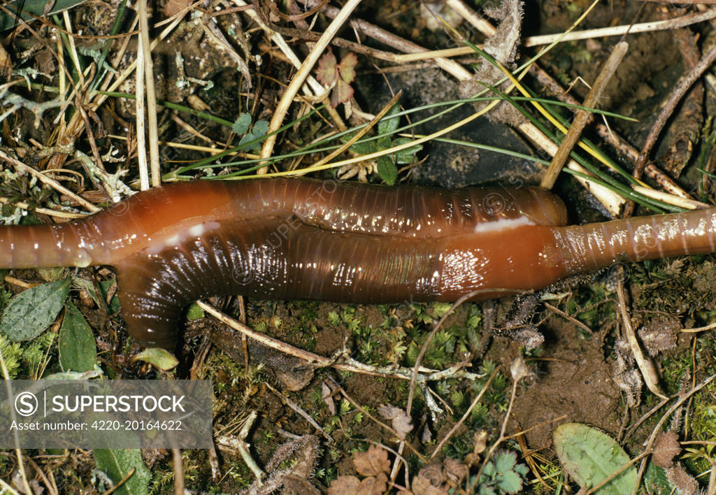 Earthworm - pair mating (Lumbricus sp.) - SuperStock