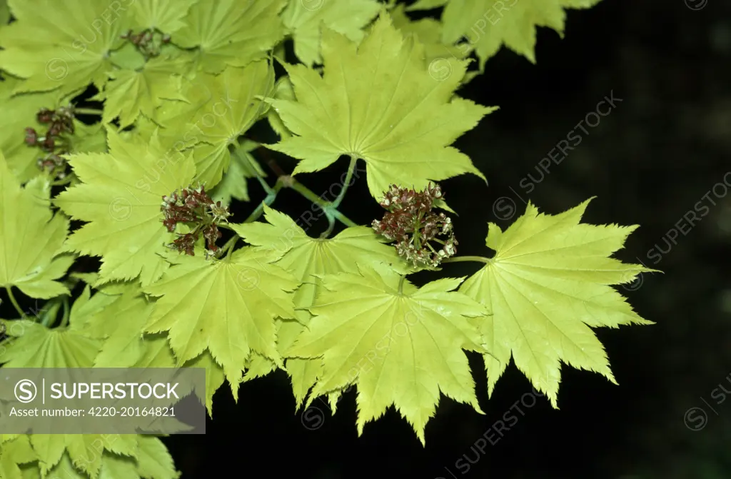 JAPANESE MAPLE (Acer japonicum aureum)
