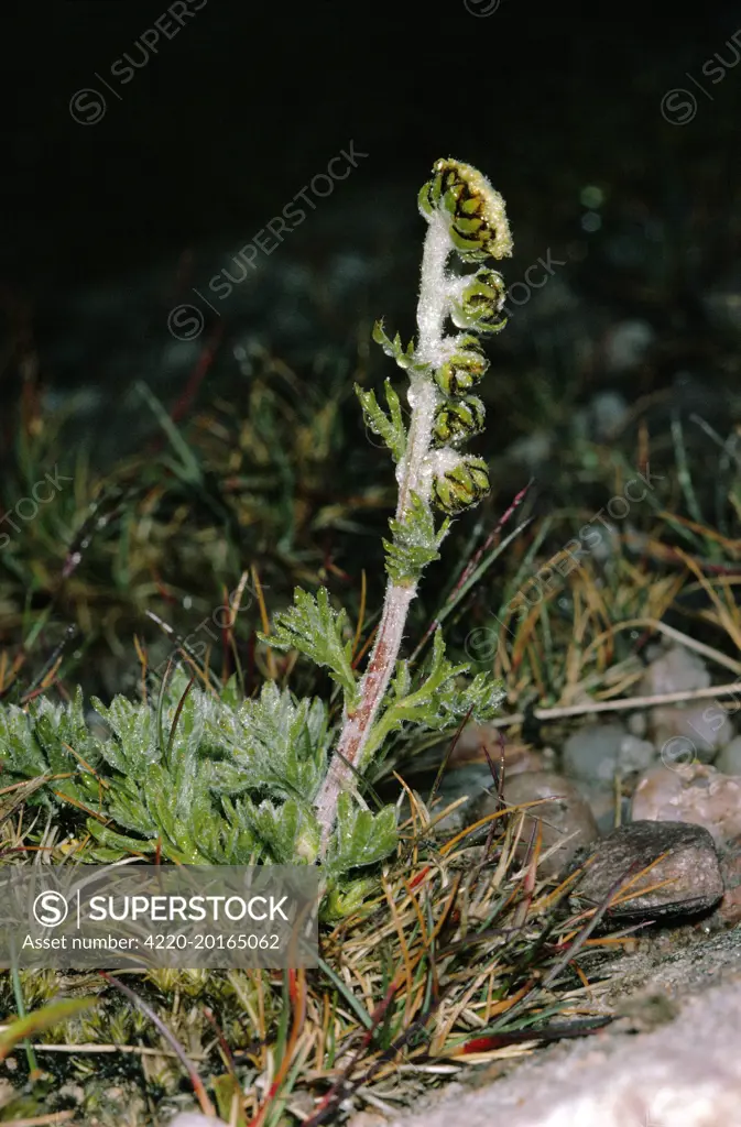 Norwegian Mugwort / Scottish Wormwood (Artemisia norvegica)