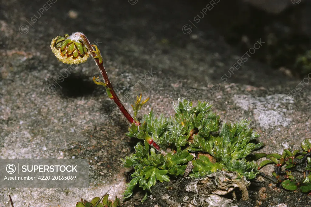 Norwegian Mugwort / Scottish Wormwood (Artemisia norvegica)