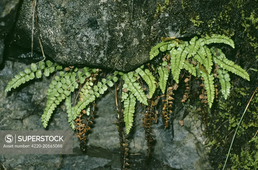 Green Spleenwort Fern (Asplenium viride)