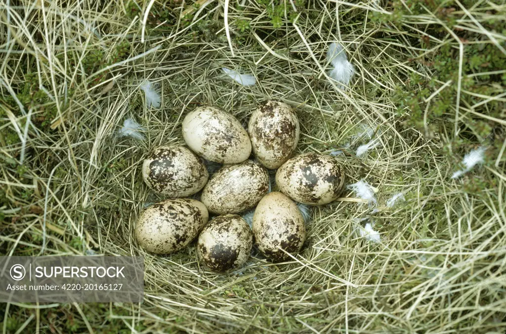 Ptarmigan Eggs - In Nest