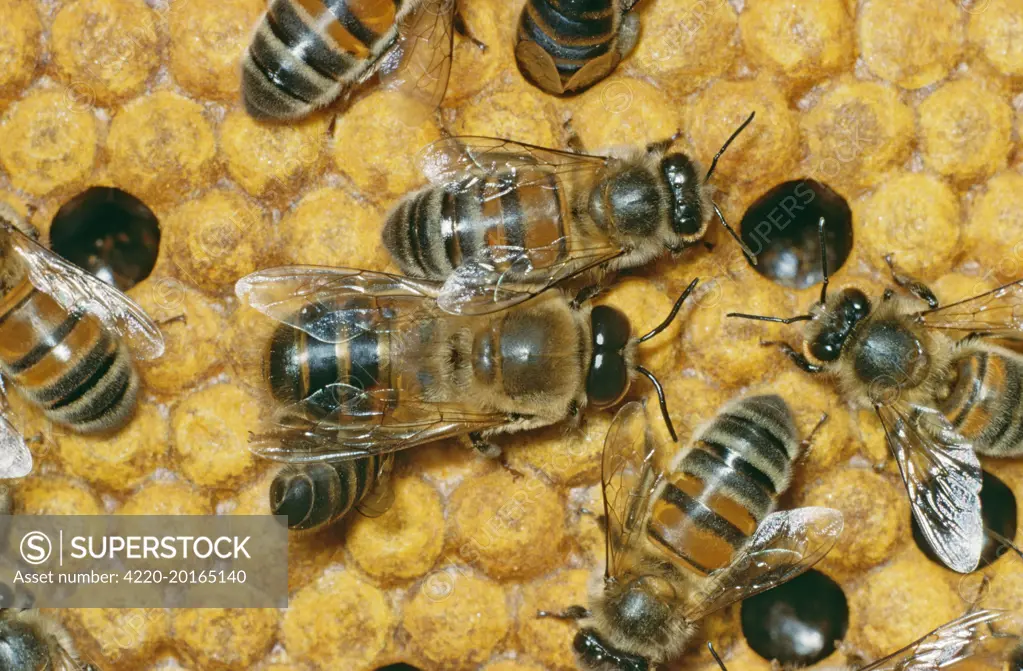 Drone Honeybee (Apis&#x28d;ellifera). Male on comb.