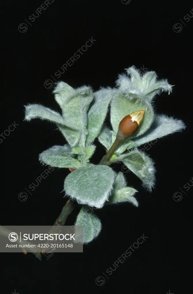 WOOLLY WILLOW (Salix lanata)