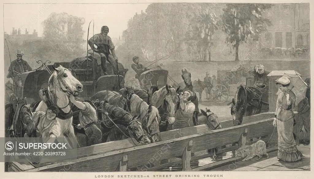 Working horses (cab horses and cart horses) in a London street, drinking at a trough on a hot day.       1876