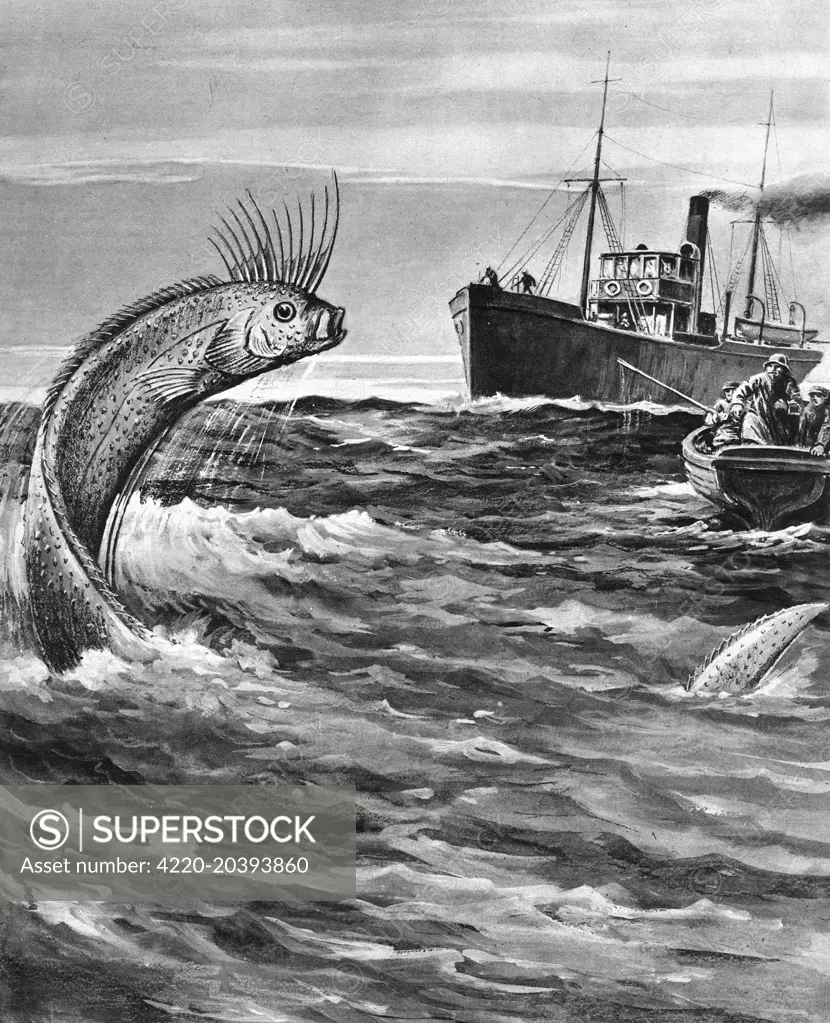 SEA SERPENT LOOK-ALIKE Flat Oar-fish, also known as Ribbon Fish        Date: 1921