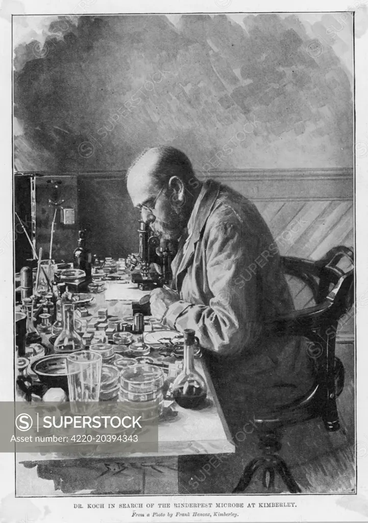 HEINRICH HERMANN ROBERT KOCH  German physician and pioneer  bacteriologist in search of  the Rinderpest microbe at  Kimberley     Date: 1843 - 1910