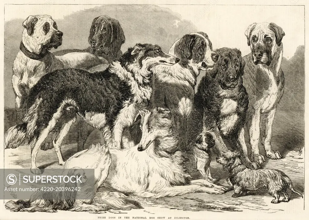  A group of prize-winning dogs  at the National Dog Show, held  in the Agricultural Hall,  Islington, London.      Date: 1869