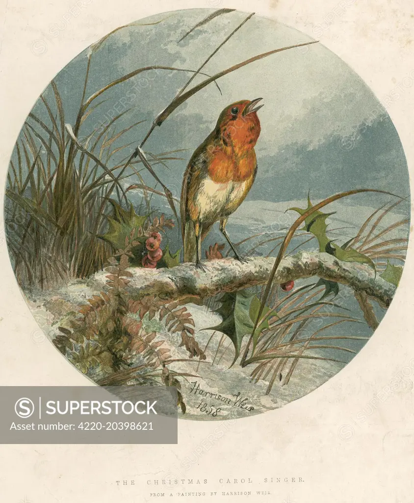 Christmas Robin. Harrison Weir started working for the ILN in 1847 and was still submitting illustrations at the turn of the century, the paper's longest-serving illustrator.  Weir is characterised by an extraordinary accuracy and life in his drawings, his poultry live in the farmyard and his birds in the wild, rare among Victorians.  1858