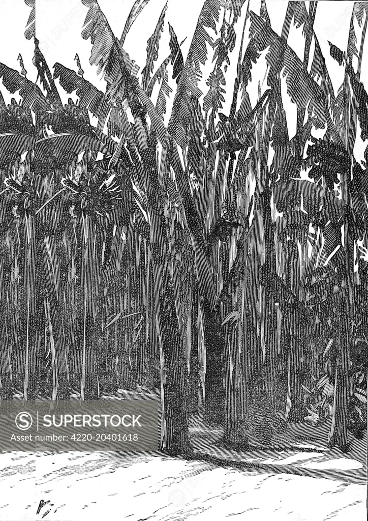 Illustration showing some towering sugar canes, Southern California, 1888.     Date: 1888