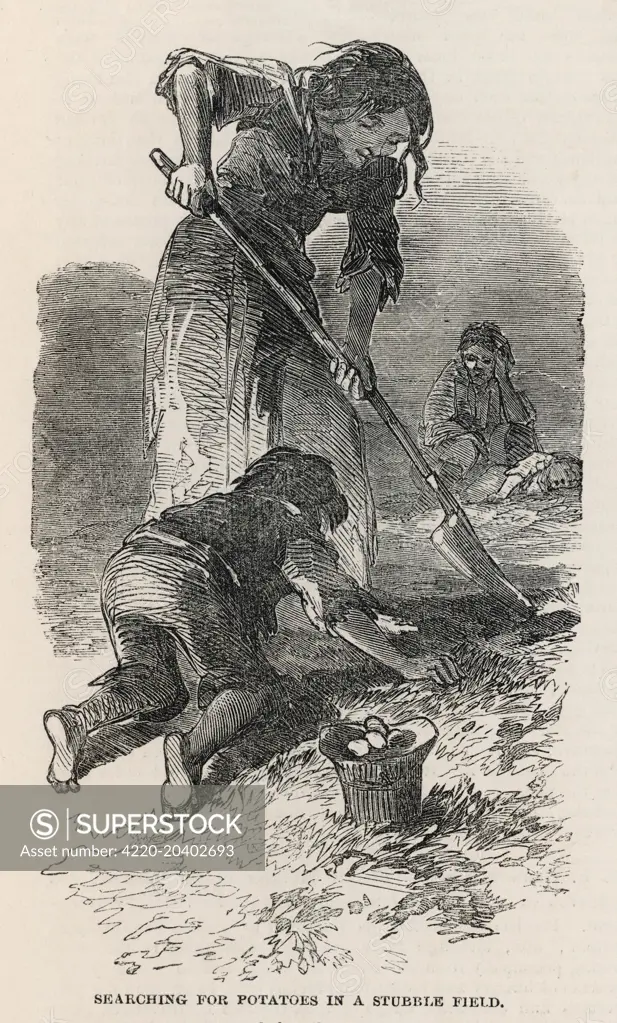 A young girl and boy dig for potatoes while a tired child looks on.  These fields have already been harvested so the children are gleaning any chance leftovers. The occupation of 'gleaning' was common for those who were not given shelter in a poorhouse or a workhouse but were left to fend for themselves. This occupation illustrates the destitution and hunger that was common in Ireland during the middle of the 19th century.  1849