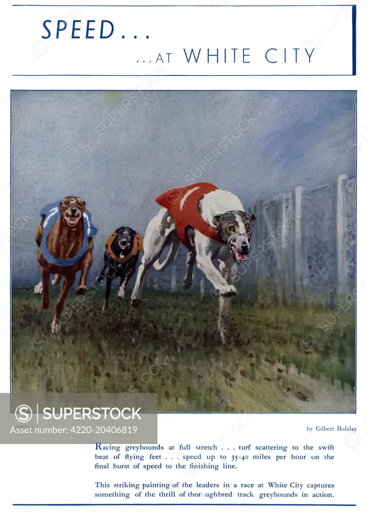 Advertisement for greyhound racing at White City stadium. The caption reads: 'Racing grayhounds at full stretch . . . turf scattering to the swift beat of flying feet . . . speed up to 35-40 miles per hour on the final burst of speed to the finishing line.    1937