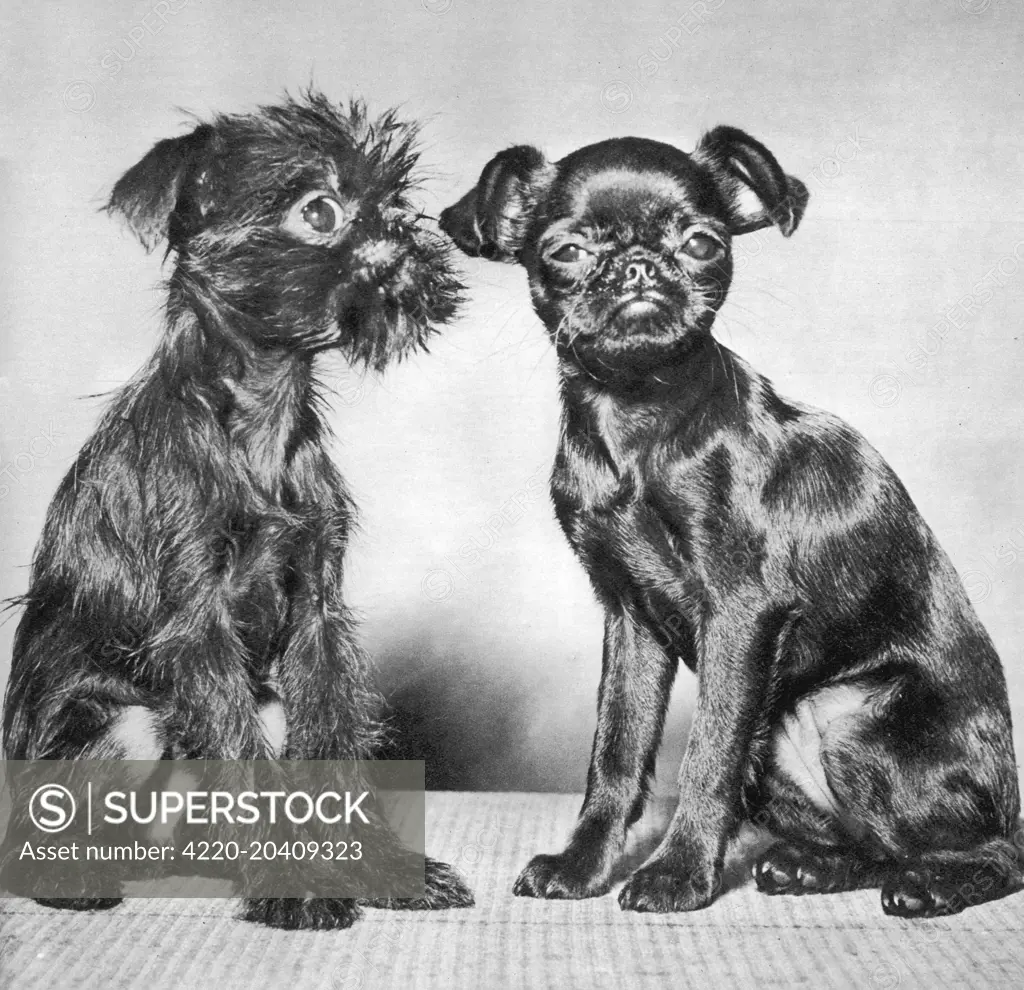 Two little Griffon  puppies, one smooth and glossy after a trip to the poodle parlour, the other scruffy and dishevelled, make a contrasting pair.     Date: 1958