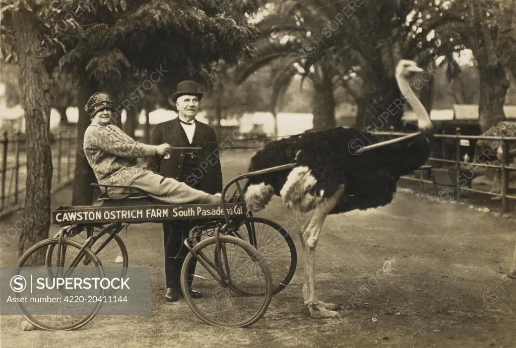 The Cawston Ostrich Farm - South Pasadena, California, USA. A large ostrich pulls a wheeled cart, containing an enthusiastic lady passenger! The boss of the farm in bowler hat stands proudly behind.  1924