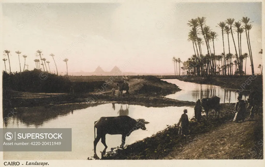View across an irrigation channel and through some tall thin palm trees toward The Pyramids Giza, Cairo, Egypt     Date: circa 1910s