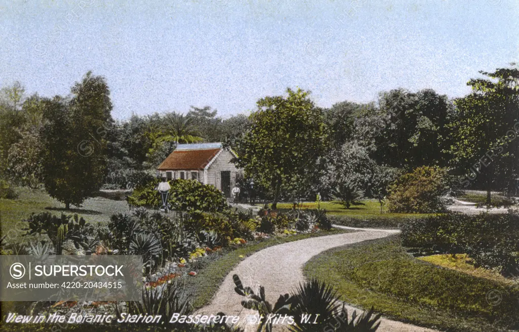 St. Kitts, West Indies - View in the Botanic Station, Basseterre     Date: circa 1905