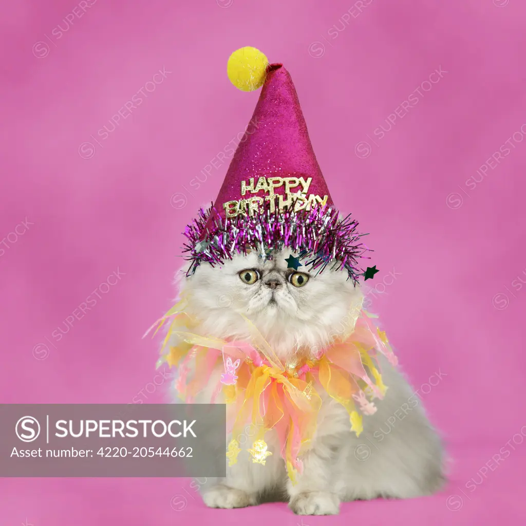 Cat - Persian Chinchilla wearing decorative scarf and Happy Birthday party hat Digital Manipulation     Date: 