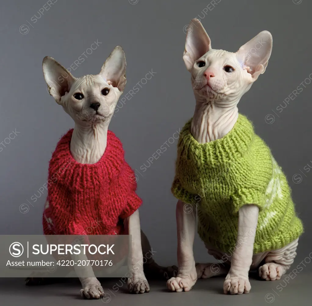 Cat Donskoy kittens. in woolly jumpers.   Date: 
