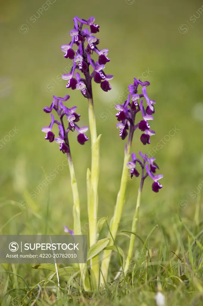 Long-spurred Orchid Orchis longicornu = Anacamptis morio ssp. longicornu Sardinia, Italy.