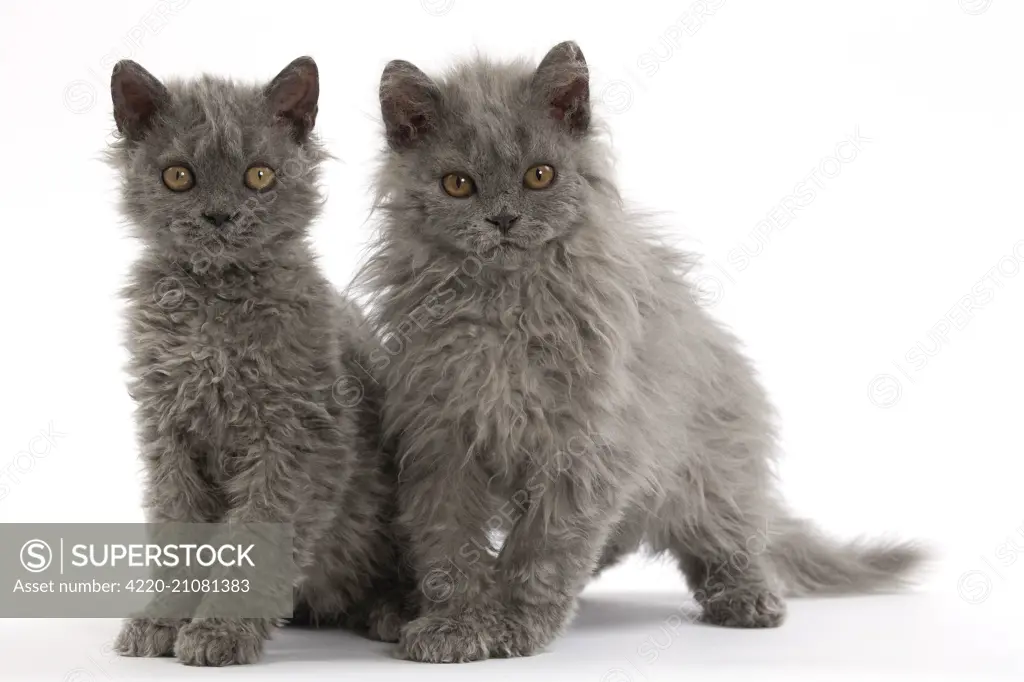 Cat Selkirk Rex kittens     Date: 