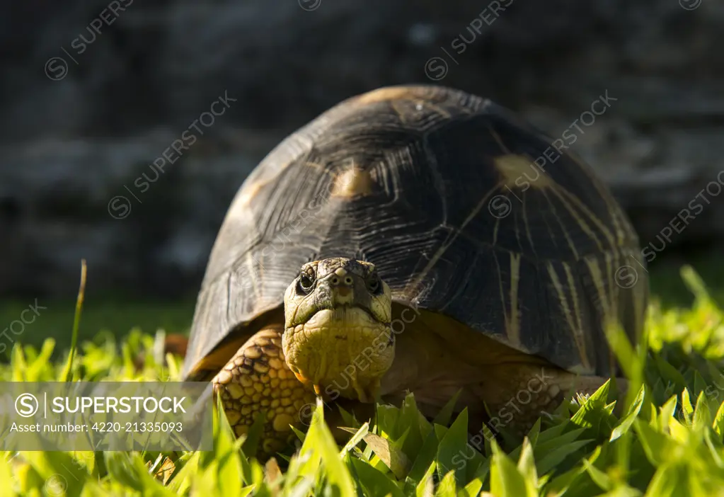 Angonoka Tortoise.   Date: 