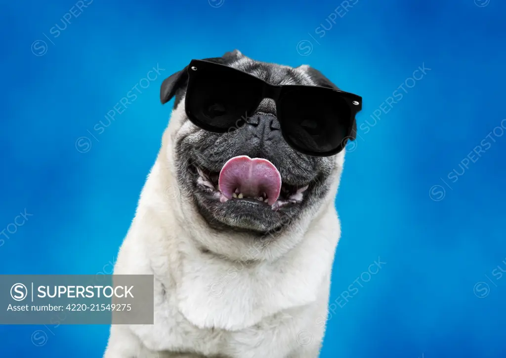 Dog - Chinese Pug - sticking tongue out wearing sunglasses Digital  Manipulation: added background and glasses (created) Date: - SuperStock